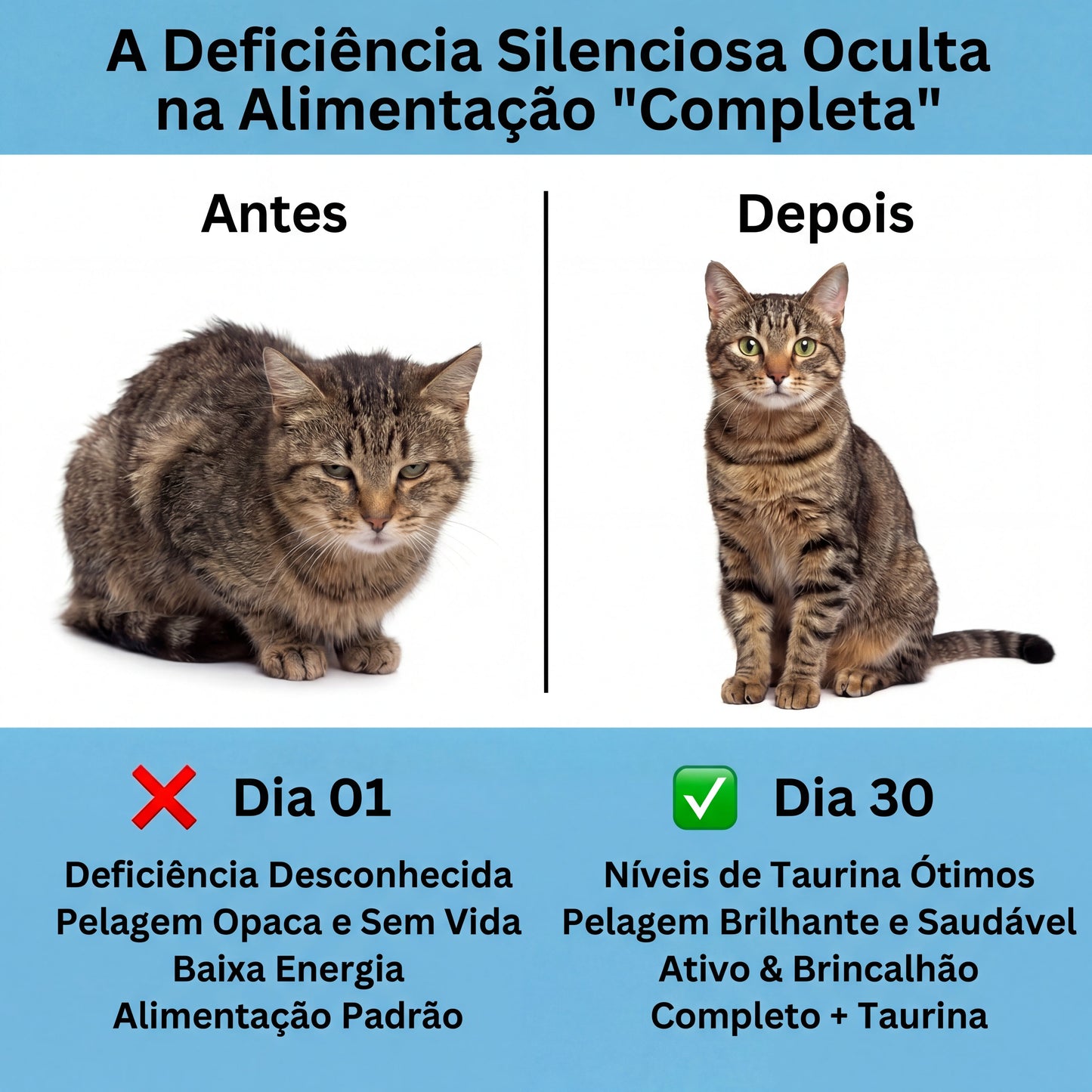 Proteja o seu gato contra carências invisíveis com a Taurina Catly™